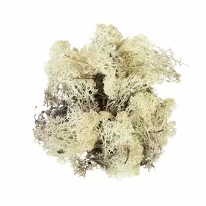 My Village Reindeer Moss Natural 50g - image 2